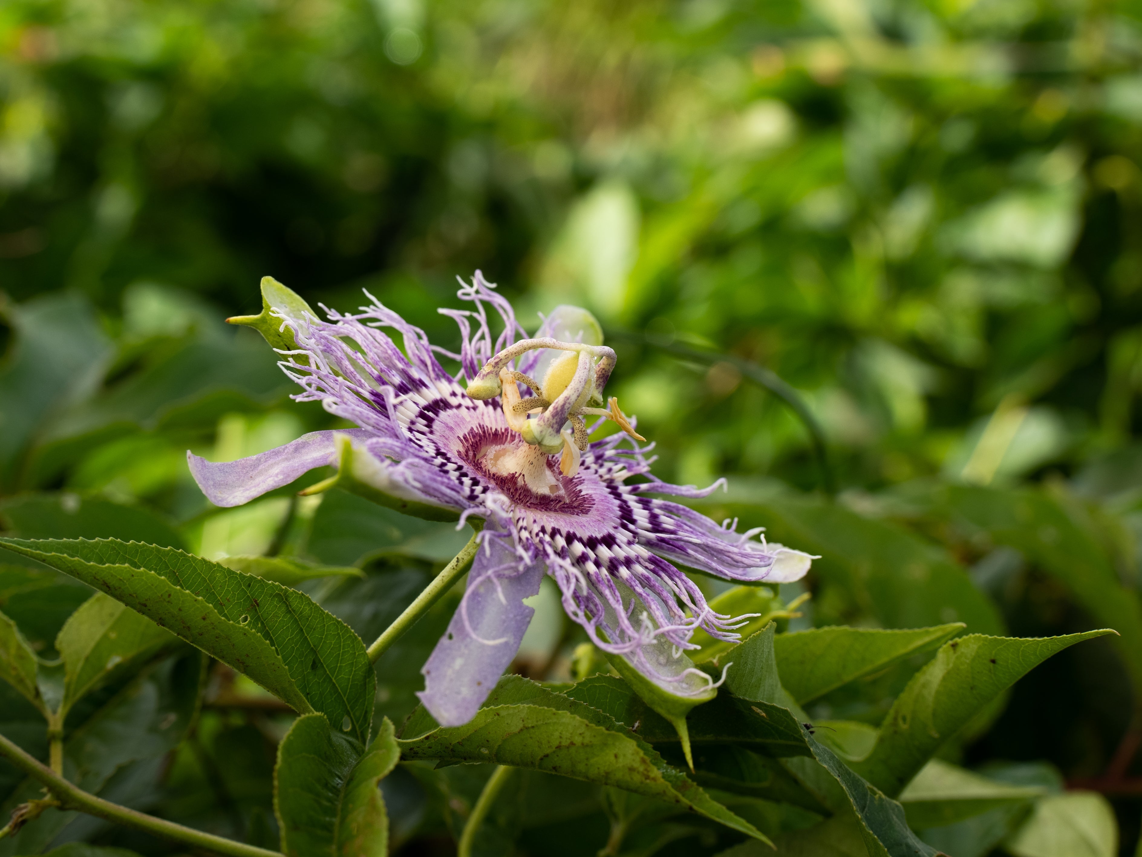 Restorative Sleep: Building Deep Rest, Clear Dreams & A Pure Mind