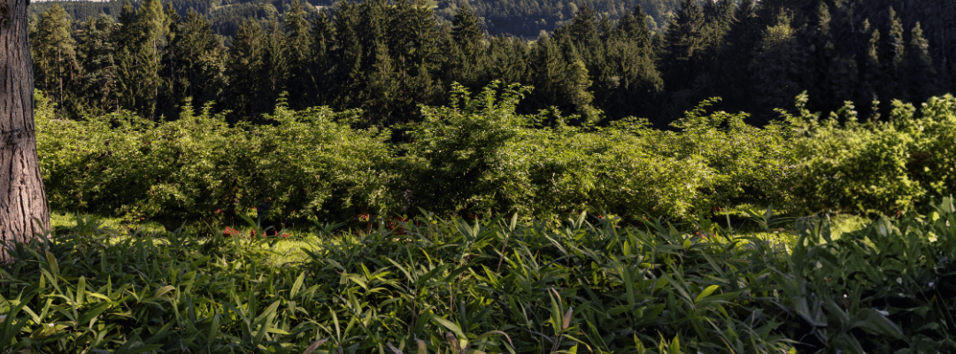 Stay Strong Through Every Season: Rethink Your Immune Wellness Routine