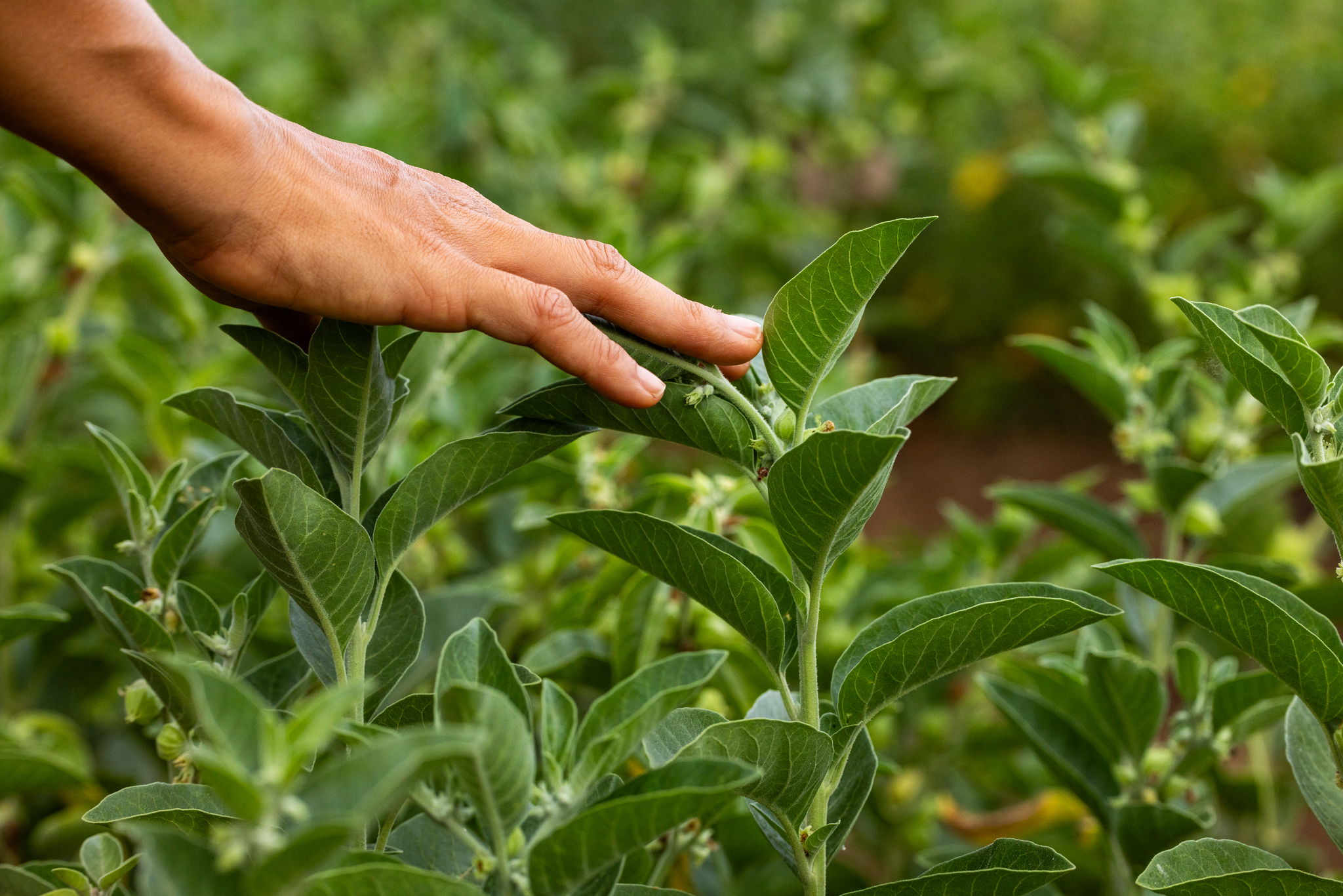 Nature's Power Duo for Stress and Immune Support*: Ashwagandha & Super Mushrooms