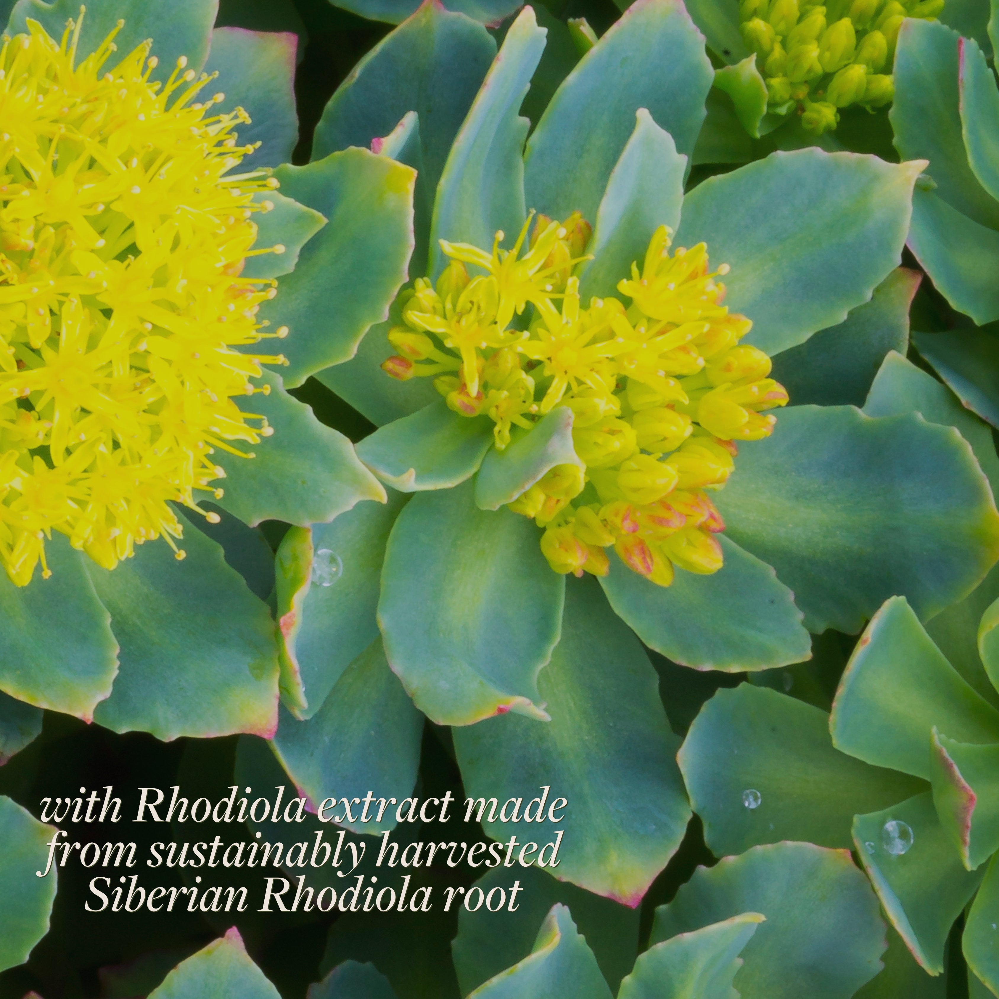 Rhodiola Rosea