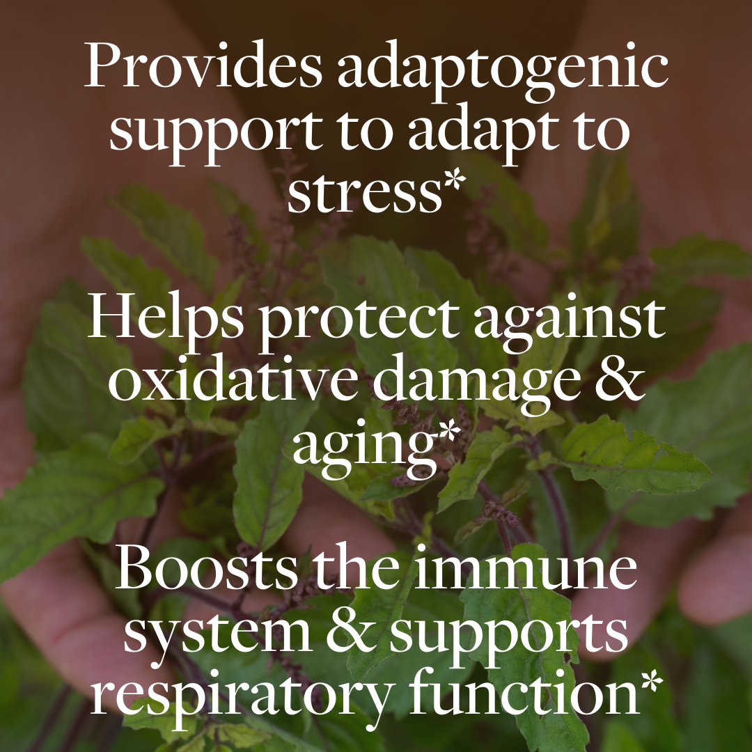 Regenerative Holy Basil