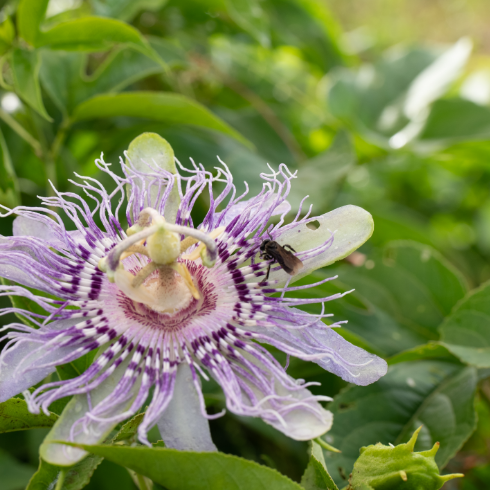 purple flower