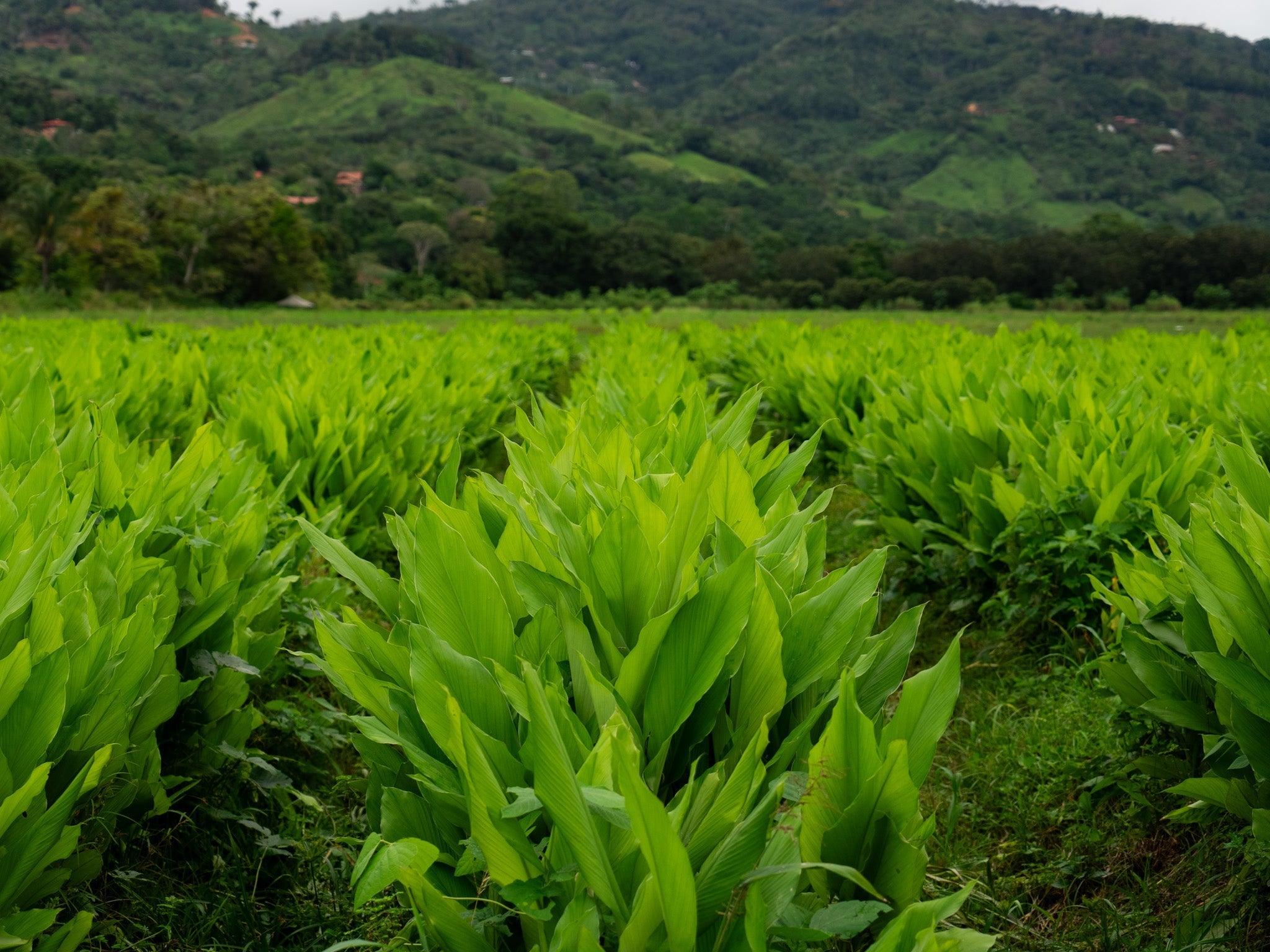 Regenerative Turmeric™: Rooted in Nature