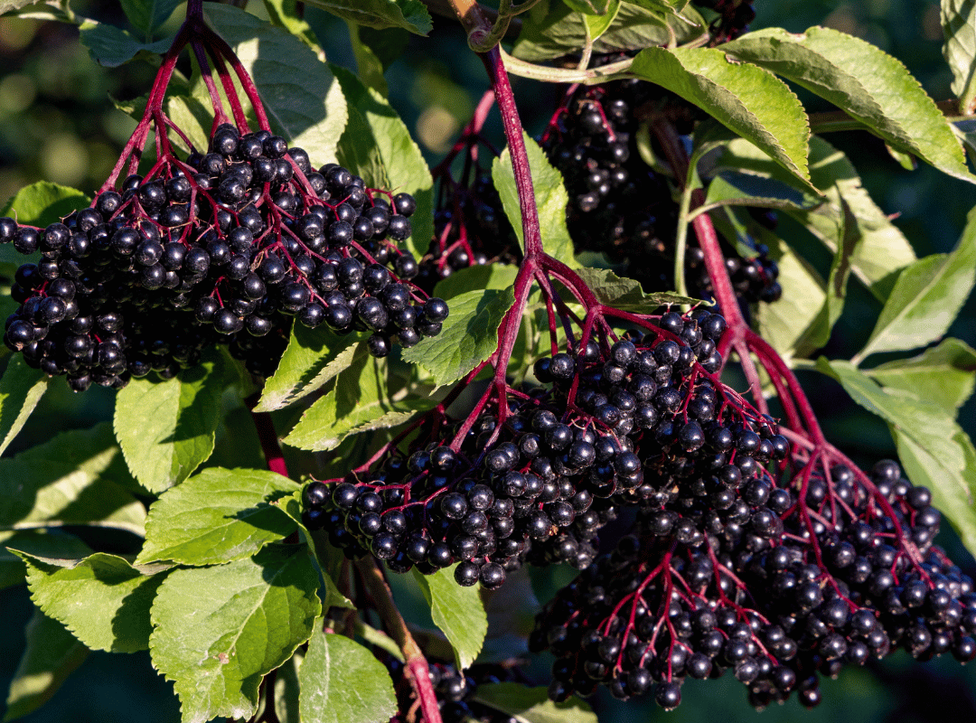 The Elderberry Syrup We Always Wished Existed
