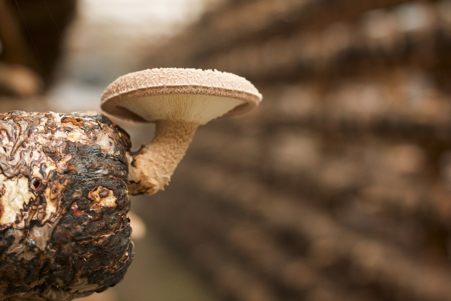 Shiitake Mushroom Growing in China