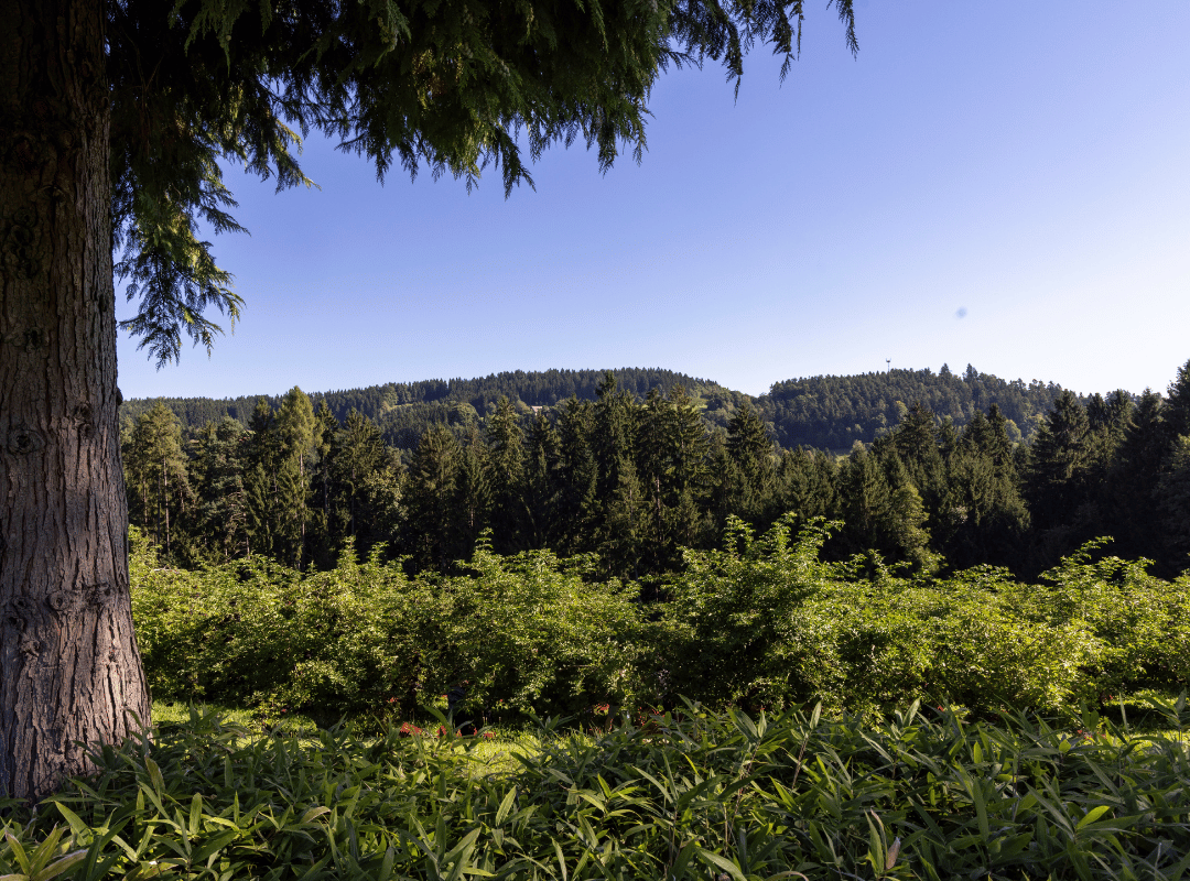 Stay Strong Through Every Season: Rethink Your Immune Wellness Routine