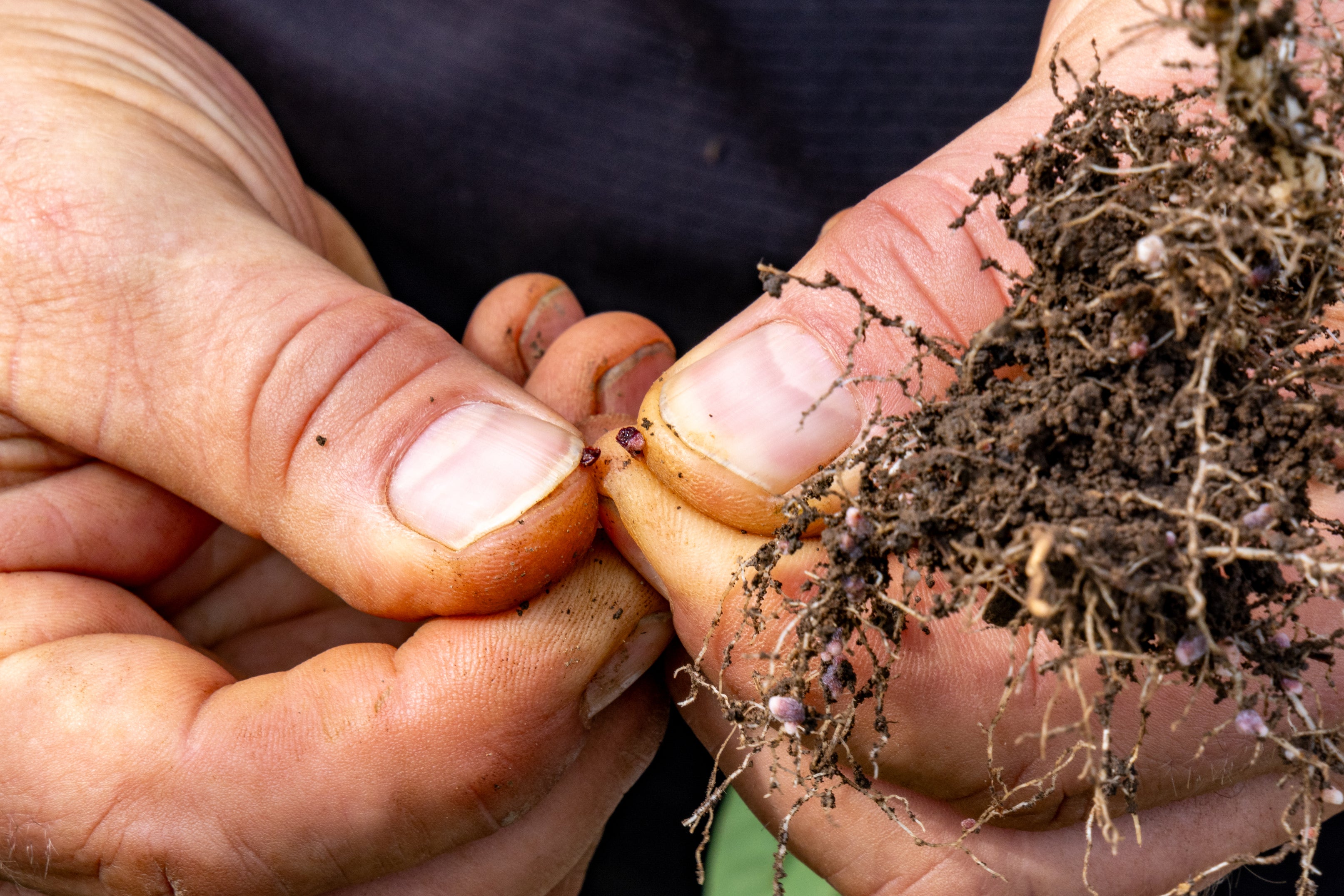 detail of hands inspecting soil