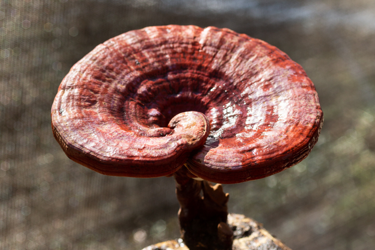Reishi Mushroom Benefits: Digestion, Immunity & Vitality*
