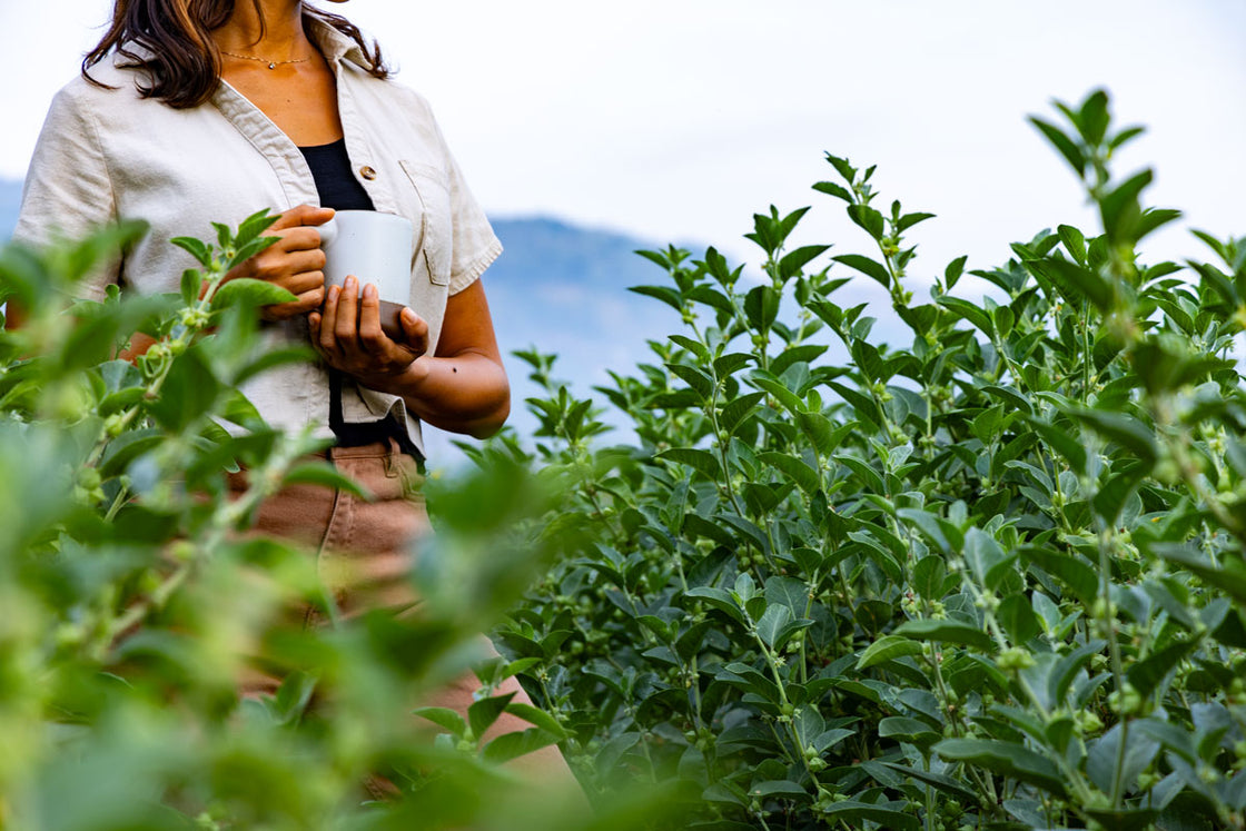 Woman in field of ashwagandha