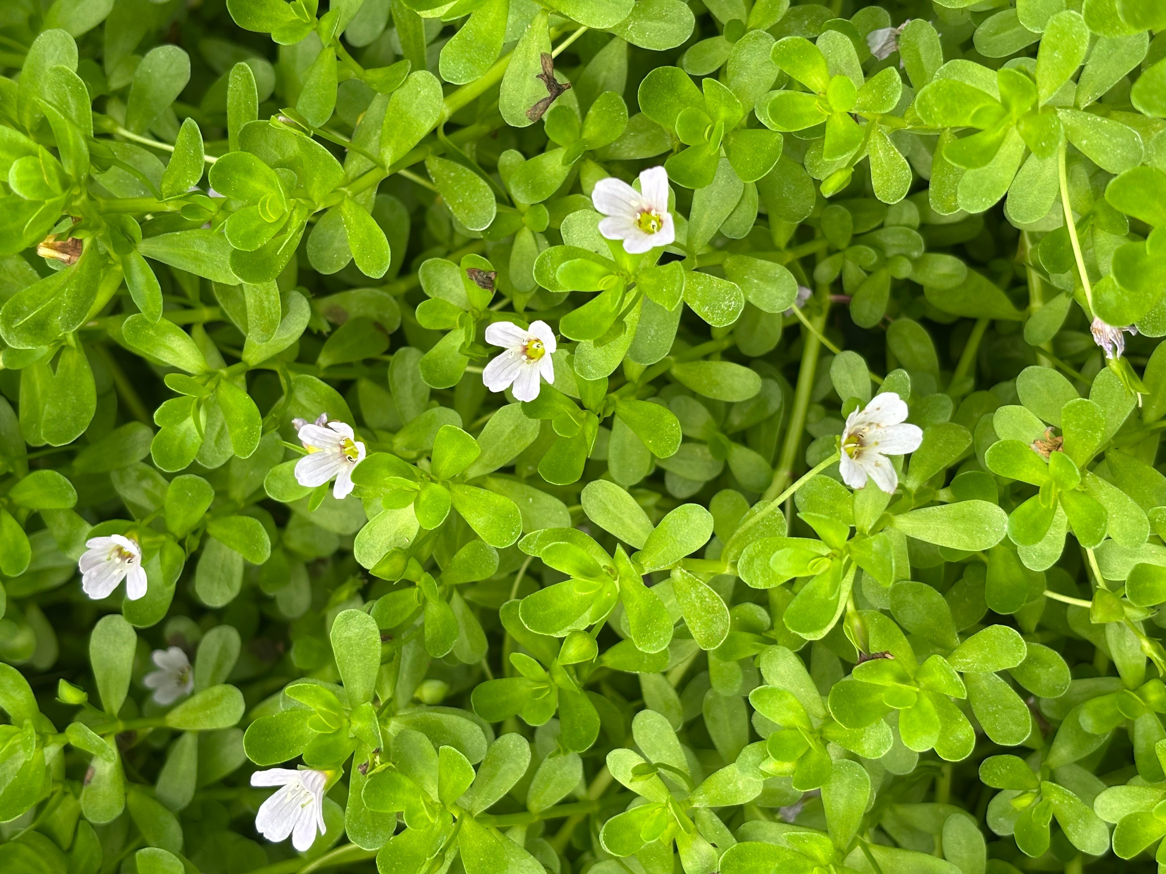 Brain Health & Memory - The Gut Brain Connection