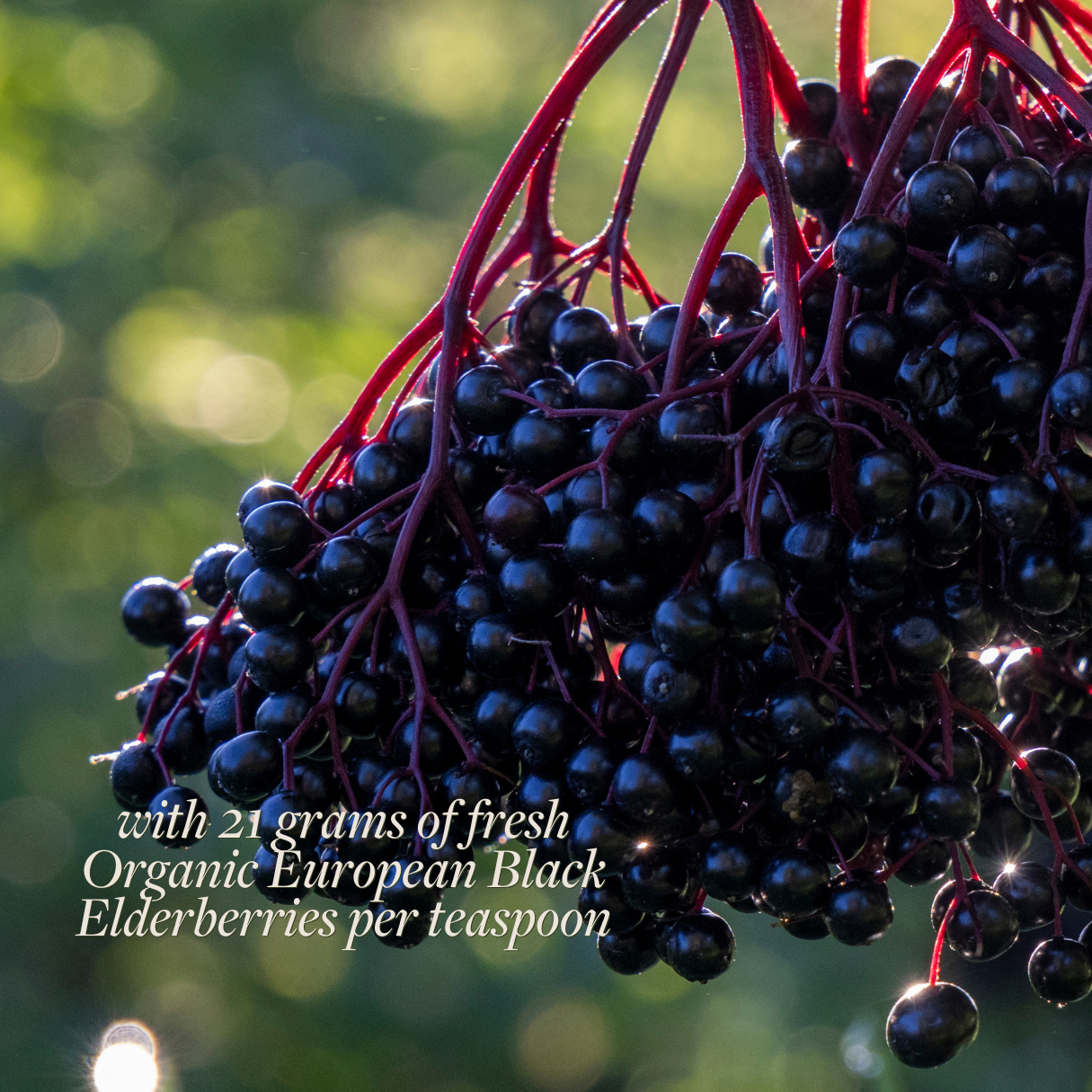Black Elderberry Syrup