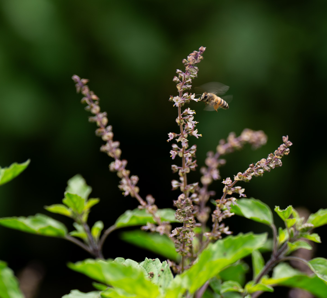 Regenerative Holy Basil