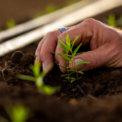 planting plant in the soil