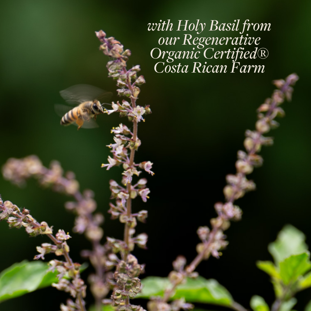 Regenerative Holy Basil