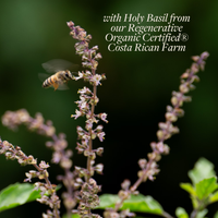 Regenerative Holy Basil